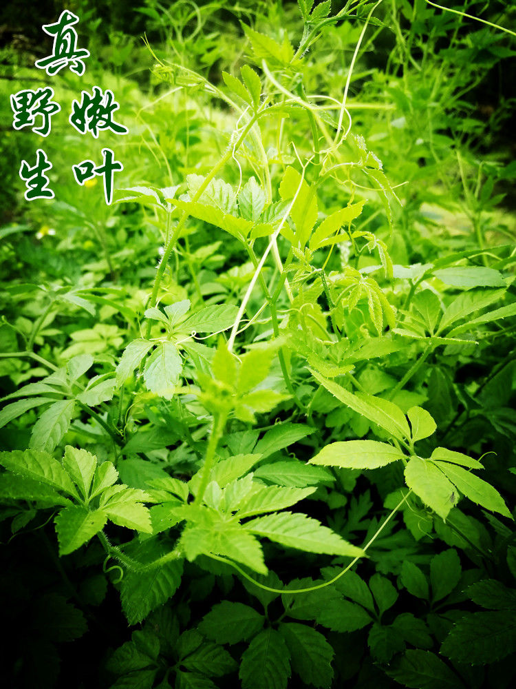 絞股藍提取物的用處詳解，絞股藍提取物在畜牧養(yǎng)殖方面的功能主治和應用